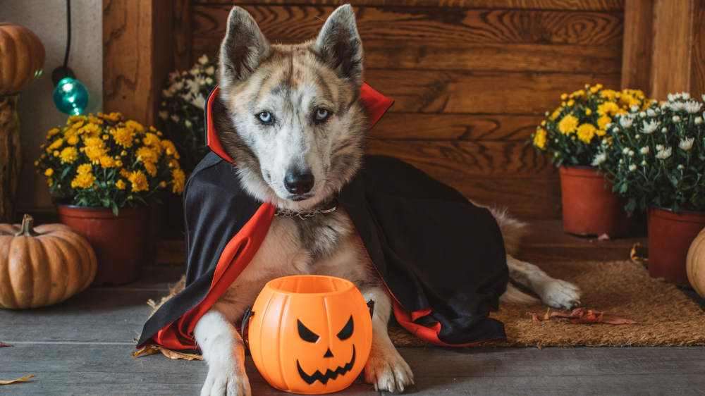 Halloween Dog Safety Tips: How to Prepare Your Dog for Halloween