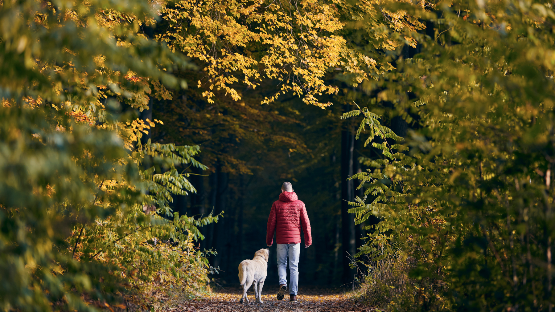 Embrace the Beauty of Fall: Tips for Great Hikes With Your Dog